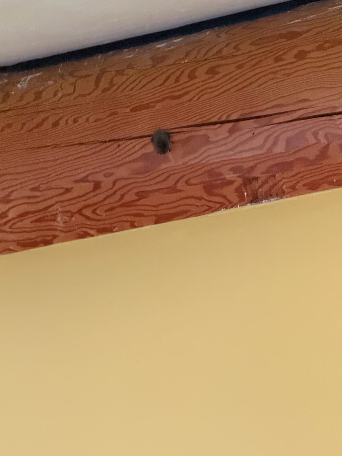 Small bat tucked against a stained wood beam above a pale yellow wall