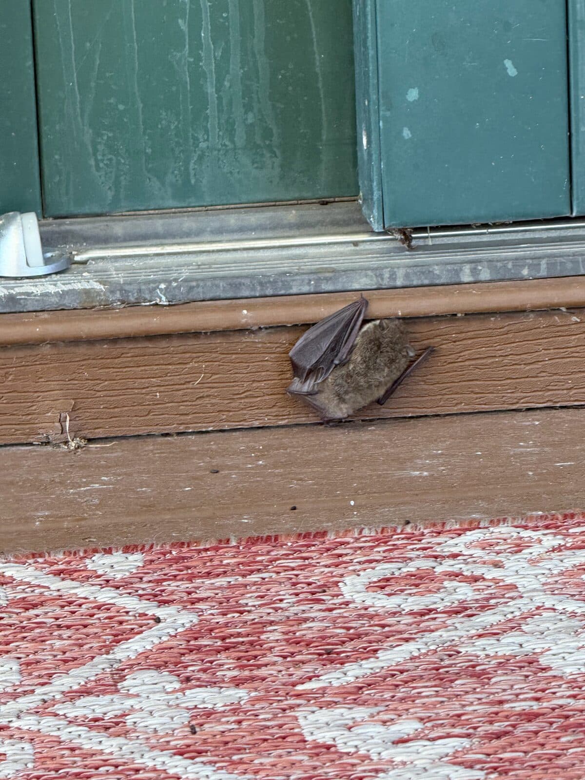 Small brown bat clinging to a wood threshold under a green door above an outdoor rug