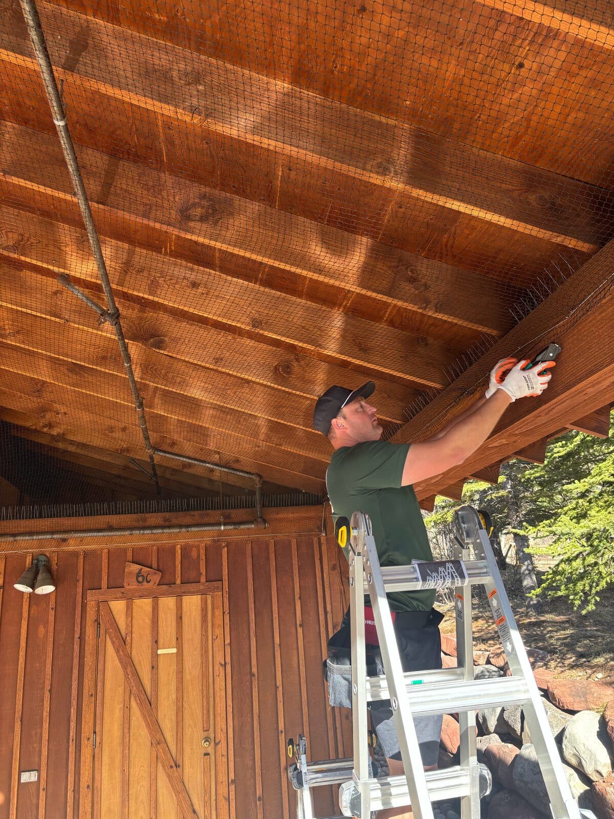 Technician on a ladder stapling black exclusion netting under a wood soffit