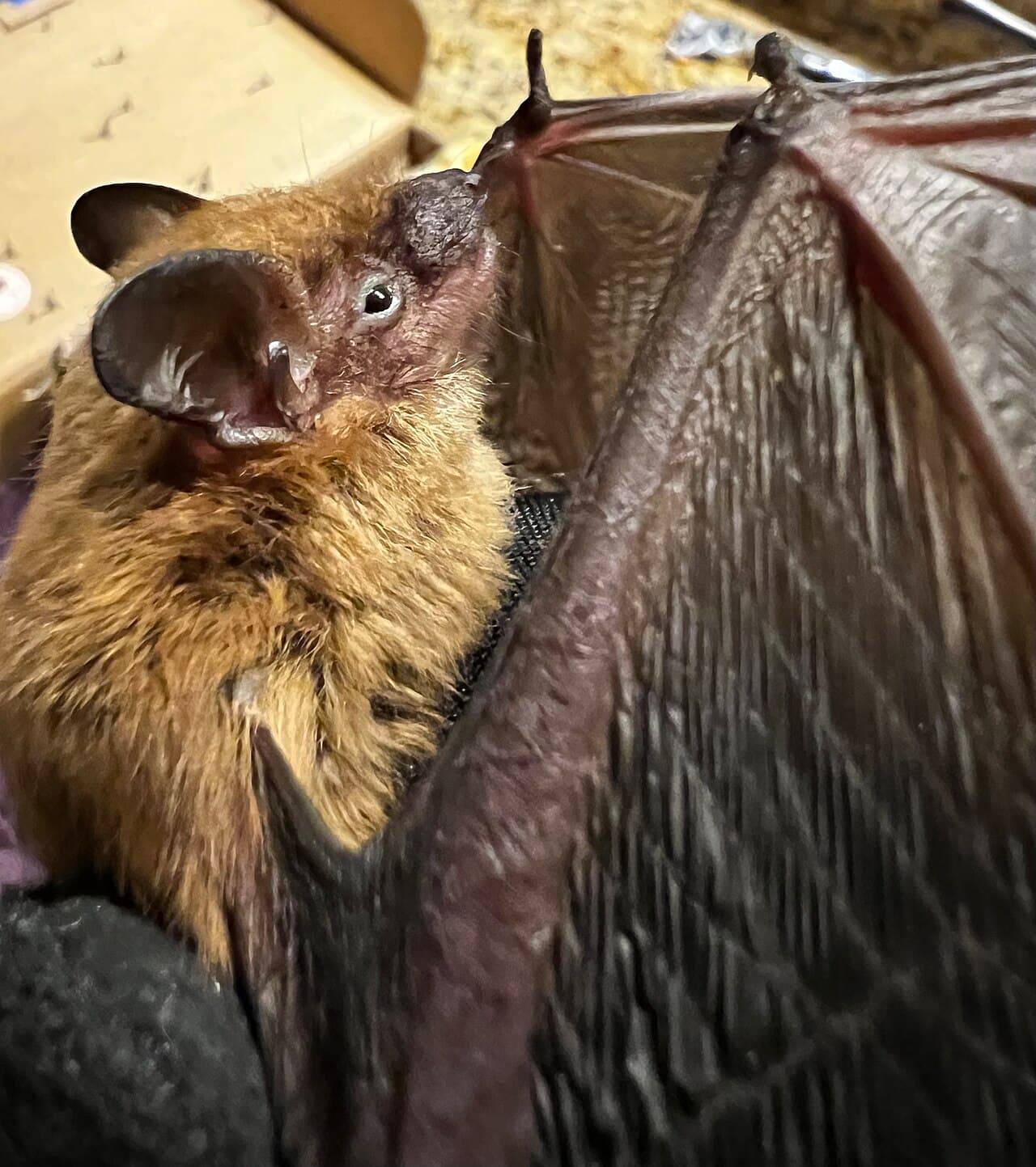 Big brown bat, a species commonly found in Southern California buildings