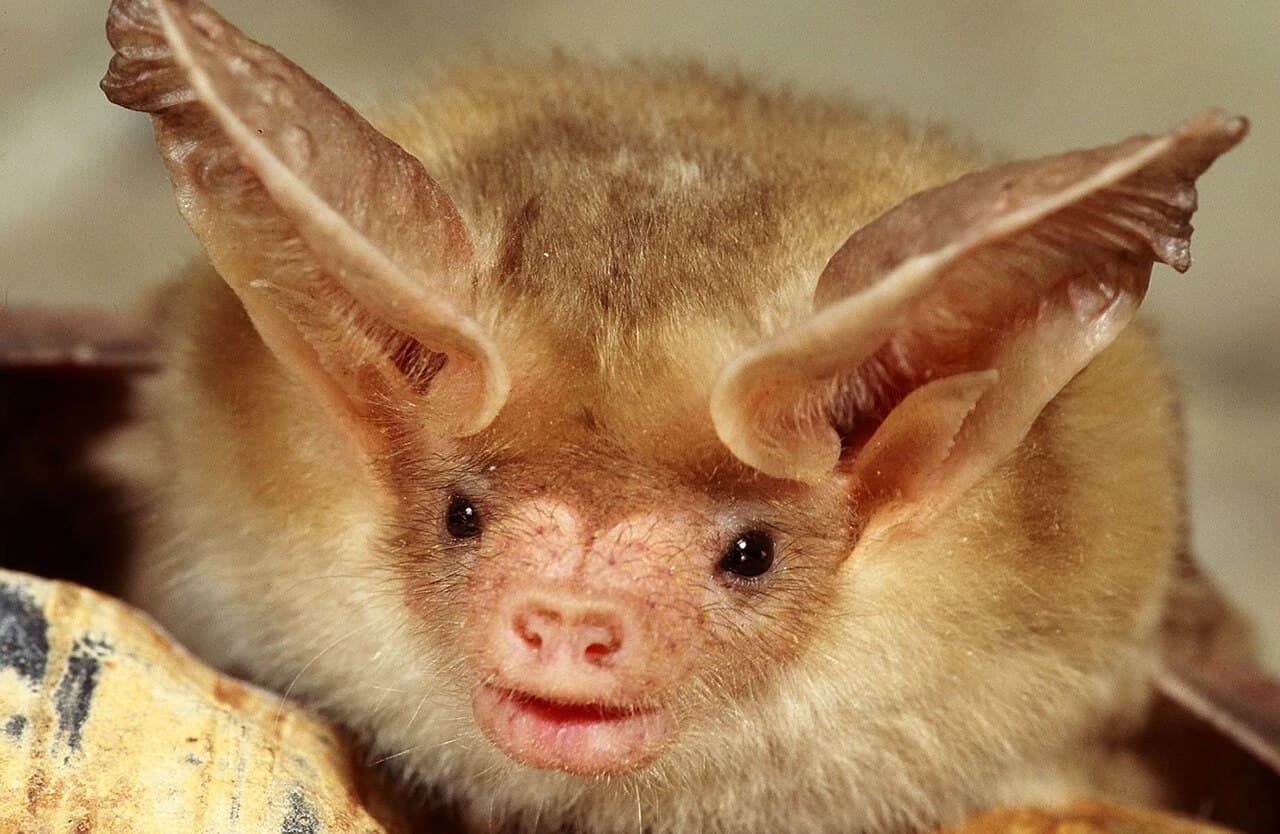 Pallid bat, a large pale bat of open and arid habitats