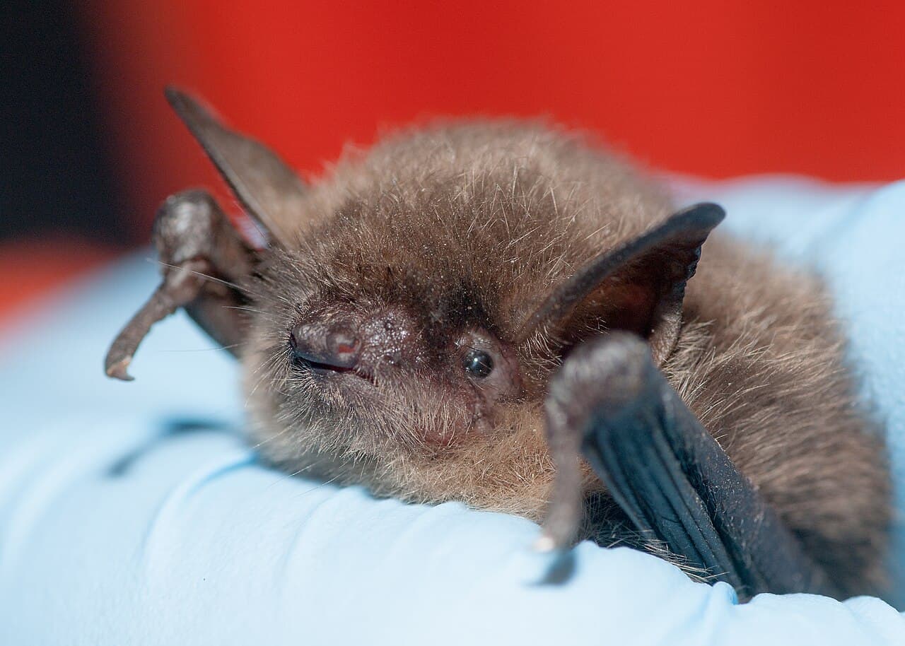 Yuma myotis, often associated with waterways