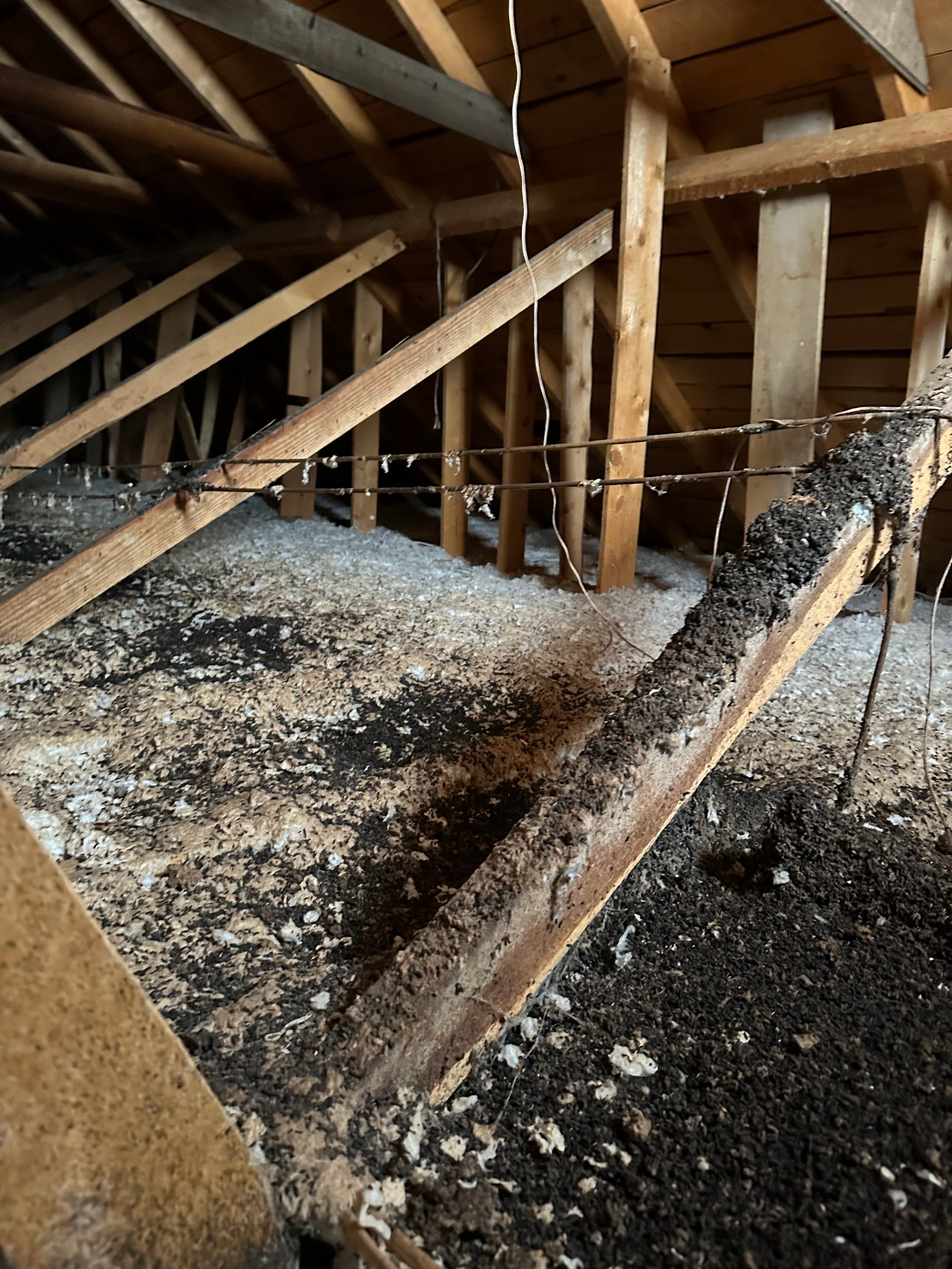 Heavy bat guano contamination across attic insulation